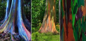 Поразительно!  В мире существуют радужные деревья!