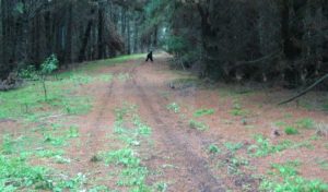 Задокументированные случаи паранормальной активности, которые не могут объяснить ученые