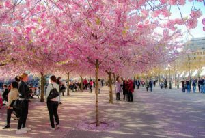 В чем секрет успешной японской жизни