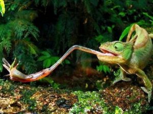 Интересные факты о хамелеонах
