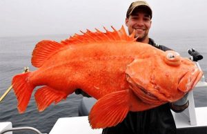 Долгожители животного мира