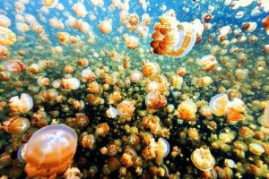 Удивительное озеро медуз