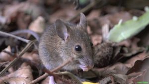 Интересные факты о мышках